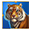 Тигр на синем фоне в Tiger Tiger Wild Life