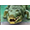 Jungle Spirit height=