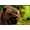 Медведь в Jungle Spirit height=