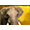 Слон в Jungle Spirit height=