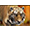 Тигр в Jungle Spirit height=